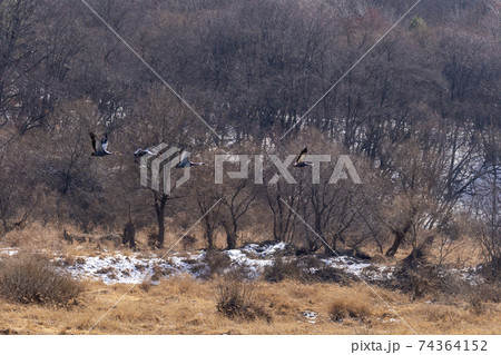 鳥 冬 山 74364152