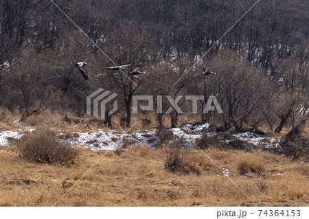 鳥 冬 韓国 74364153