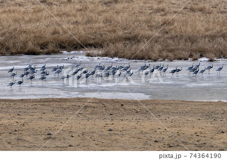 鳥 冬 韓国 74364190
