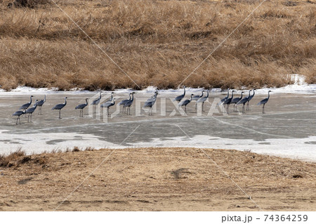 鳥 冬 韓国 74364259