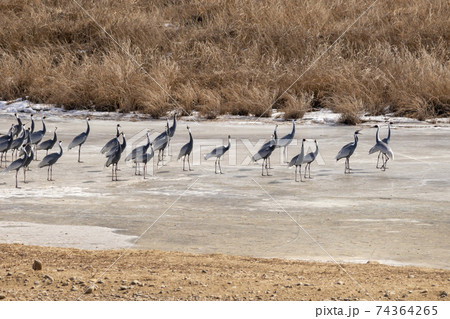 鳥 冬 韓国 74364265