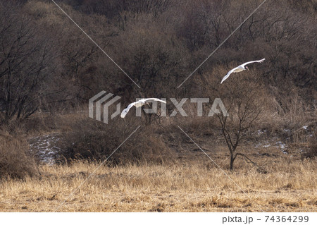 鳥 冬 韓国 74364299