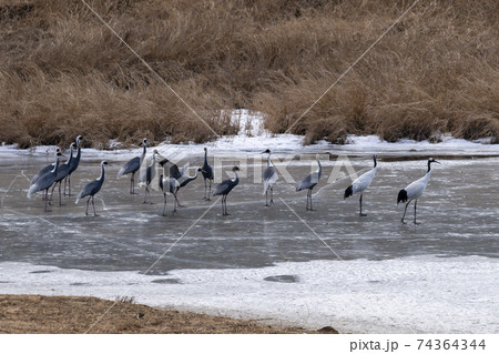 鳥 冬 韓国 74364344