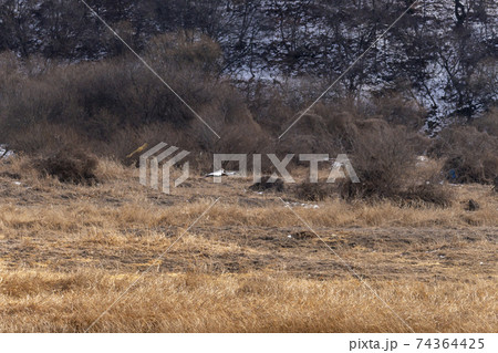 鳥 冬 韓国 74364425