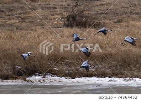 鳥 冬 韓国 74364452