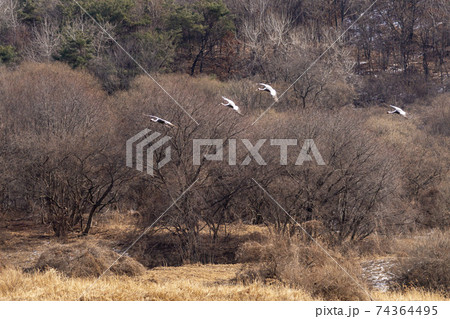 鳥 冬 韓国 74364495