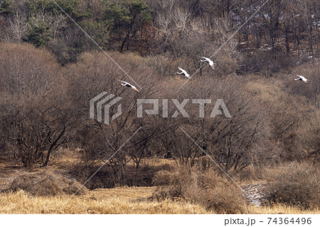 鳥 冬 韓国 74364496