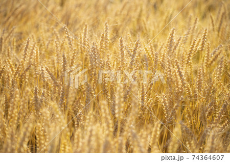 実りの麦畑 74364607