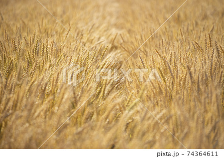 実りの麦畑 74364611