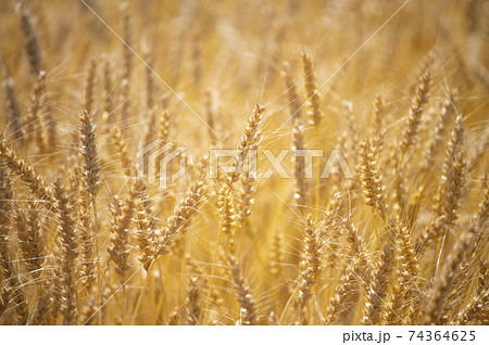 実りの麦畑 74364625