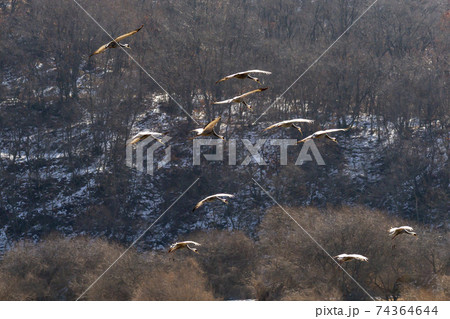 鳥 冬 韓国 74364644