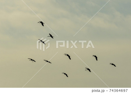 鳥 空 韓国 74364697