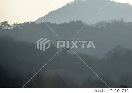鳥 冬 山 74364716