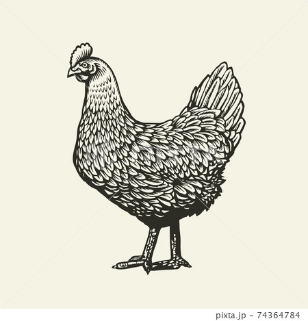 Chicken or hen drawn in vintage engraving or etching style. Farm poultry bird isolated on white background. Vector illustration in monochrome colors for poster, restaurant menu, website, logo. Chicken or hen drawn in vintage engraving or etching style. Farm poultry bird isolated on white background. Vector illustration in monochrome colors for poster, restaurant menu, website, logo. 74364784