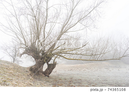 A view of trees in the morning fog 74365108