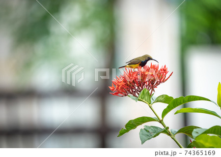 the little tiny bird is standing and eating carpel of red spike flower. 74365169