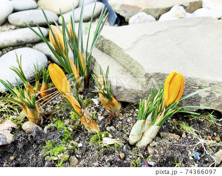 Yellow crocuses grow in ground, spring. Studio Photo Yellow crocuses grow in ground, spring. Studio Photo 74366097