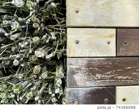 Background of dry branches, brushwood. Studio Photo Background of dry branches, brushwood. Studio Photo 74366098