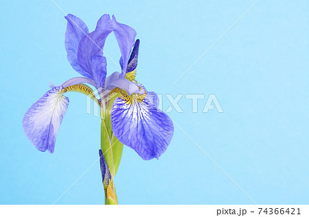 Blue fresh garden irises on bright paper background. 74366421