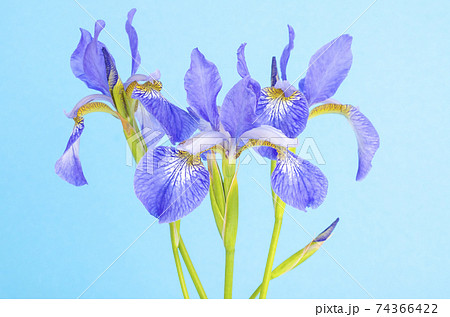 Blue fresh garden irises on bright paper background. Blue fresh garden irises on bright paper background. 74366422