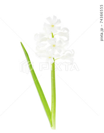 Pastel garden hyacinths on white background. Photo 74366555