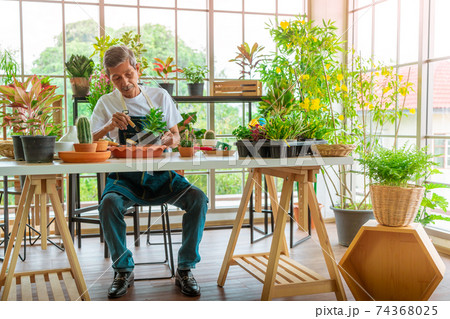 Asian Senior male is plating tree on to flower pot for happy retirement lifestyle cocnept. 74368025