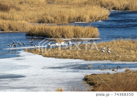 鳥 冬 韓国 74368350