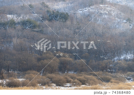 鳥 冬 韓国 74368480