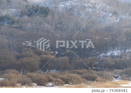 鳥 冬 韓国 74368481