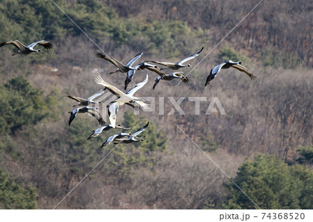 鳥 冬 空 74368520