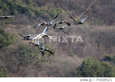 鳥 冬 韓国 74368521