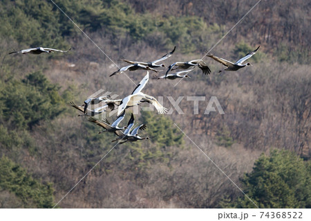 鳥 冬 韓国 74368522