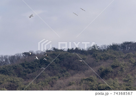 鳥 冬 山 74368567