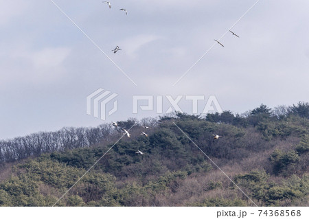 鳥 冬 山 74368568