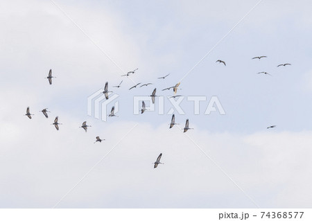鳥 空 韓国の写真素材