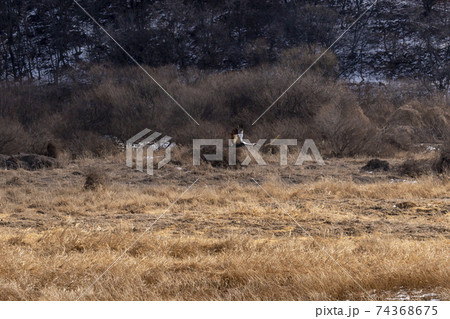鳥 冬 韓国 74368675
