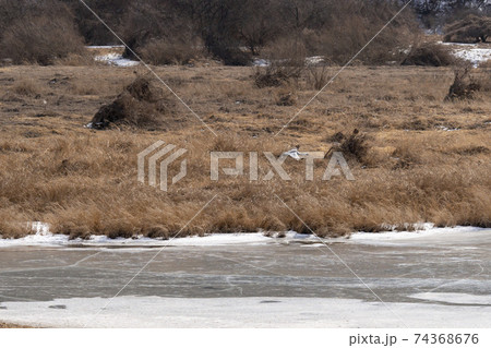 鳥 冬 韓国 74368676