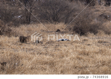 鳥 冬 韓国 74368916