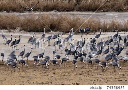 鳥 冬 天然記念物 74368985