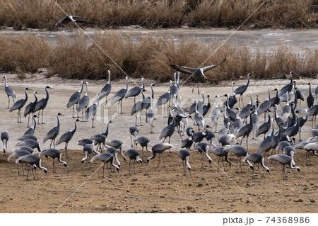 鳥 冬 韓国 74368986