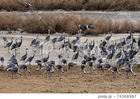 鳥 冬 韓国 74368987