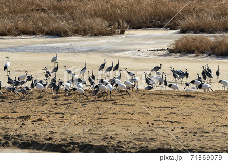 鳥 冬 韓国 74369079