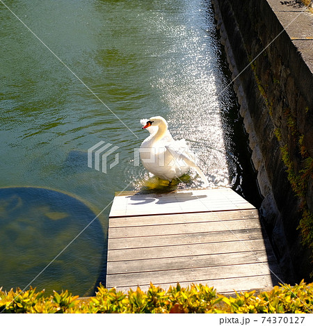 皇居のお濠で羽ばたく白鳥 74370127