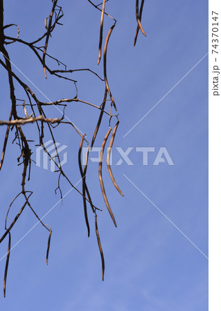 Common catalpa Common catalpa 74370147