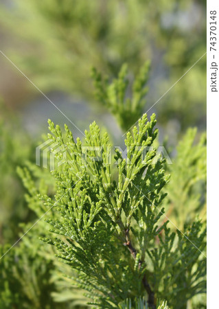 Incense cedar Pillar Incense cedar Pillar 74370148