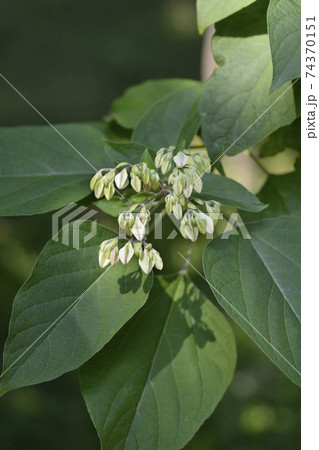 Harlequin glorybower Harlequin glorybower 74370151