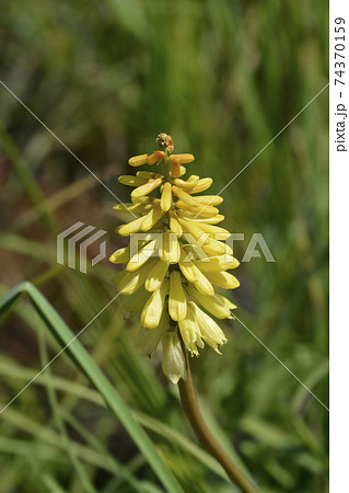 Red Hot Poker Red Hot Poker 74370159
