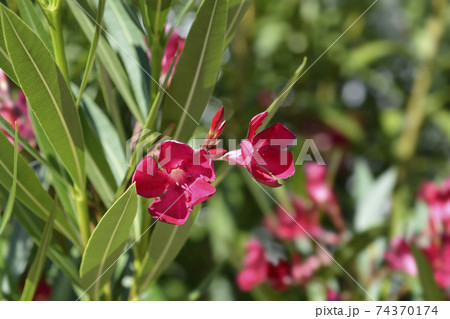Common oleander Common oleander 74370174