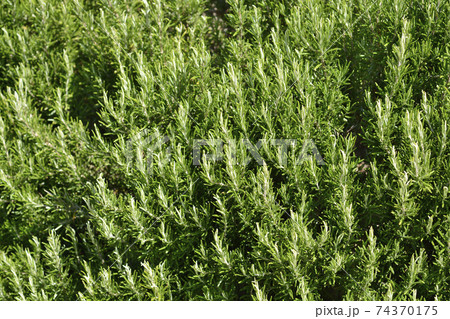Rosemary leaves Rosemary leaves 74370175