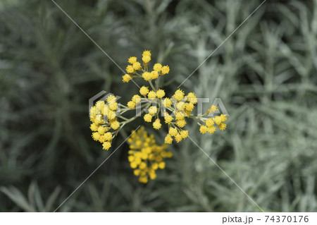 Italian everlasting flowers 74370176